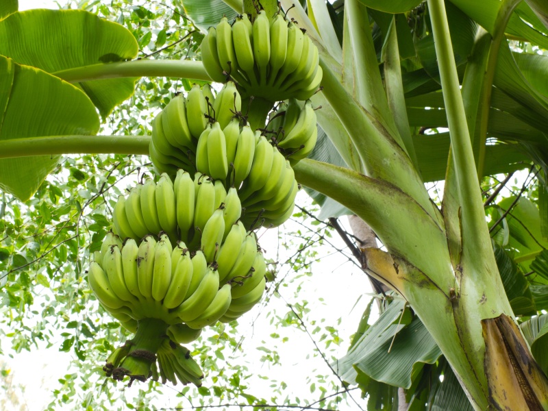 budidaya tanaman pisang pdf